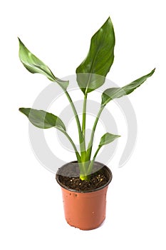 Strelitzia reginae photo