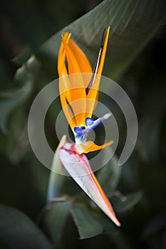 Strelitzia reginae