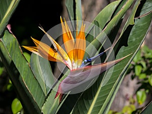 Strelitzia reginae, ave del paraso photo