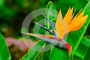 Strelitzia Reginae. Beautiful Bird of Paradise flower on the background of green leaves in soft focus. Tropical flower