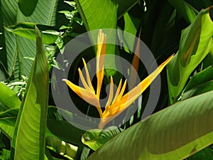 Strelitzia Reginae - bird of paradise