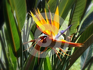 Strelitzia reginae (Bird of paradise) flower
