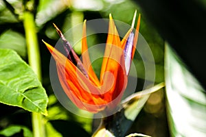 Strelitzia reginae or Bird of Paradise flower against blurry. Sunny summer day