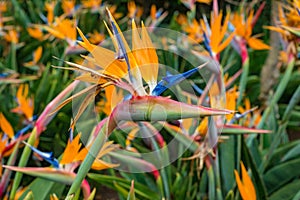   uccello da Paradiso fiore gru fiore 