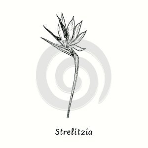 Strelitzia reginae bird of paradise flower. Ink black and white doodle drawing