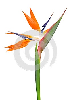 Strelitzia reginae, bird of paradise flower photo