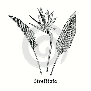 Strelitzia reginae bird of paradise flower and leaves. Ink black and white doodle drawing