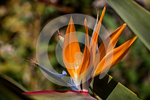 Strelitzia reginae close-up. Exotic bright flowers. natural flower background