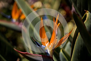 Strelitzia reginae close-up. Exotic bright flowers. natural flower background