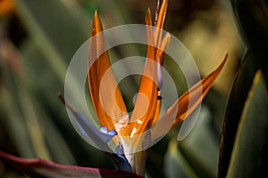 Strelitzia reginae close-up. Exotic bright flowers. natural flower background