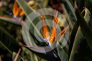 Strelitzia reginae close-up. Exotic bright flowers. natural flower background