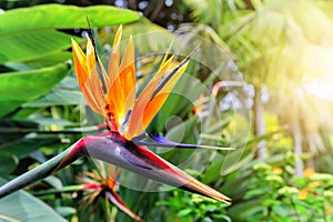 Strelitzia Reginae closeup (bird of paradise flower). Madeira is