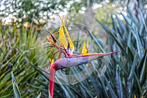 Strelitzia reginae- crane flower or bird of paradise- flowering plant indigenous to South Africa that looks like a bird against