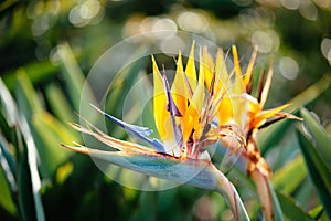 Strelitzia reginae flower