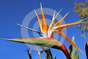 Strelitzia Reginae flower against bly sky