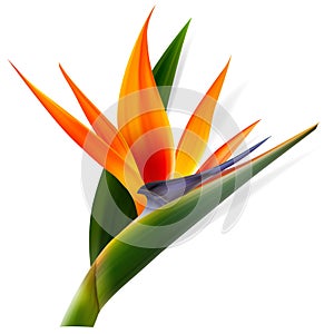 Strelitzia reginae flower, bird-of-paradise, crane flower. Isolated Exotics. Botanical illustration