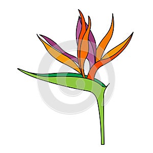 Strelitzia reginae flower or bird Of Paradise flower isolated on a white background