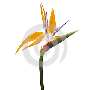 Strelitzia reginae flower, Bird of paradise flower, Tropical flower isolated on white background, with clipping path