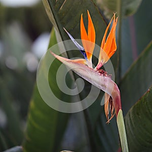 Strelitzia Reginae Flower Bird of Paradise Photographed in Madeira