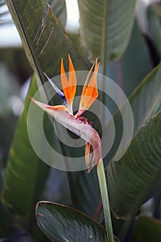 Strelitzia Reginae Flower Bird of Paradise Photographed in Madeira