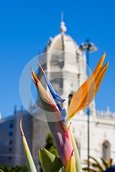 Strelitzia Reginae flower closeup (bird of paradise flower) in