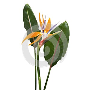 Strelitzia reginae flower with leaves, Bird of paradise flower, Tropical flower isolated on white background, with clipping path photo