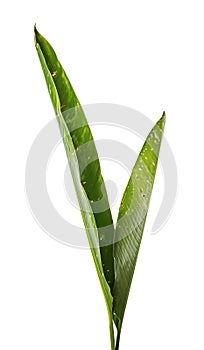 Strelitzia reginae, Heliconia, Bird of paradise foliage isolated on white background