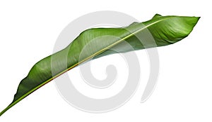 Strelitzia reginae, Heliconia, Bird of paradise foliage isolated on white background, with clipping path