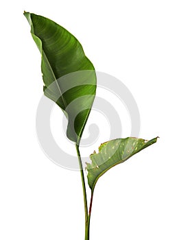 Strelitzia reginae, Heliconia, Bird of paradise foliage isolated on white background, with clipping path