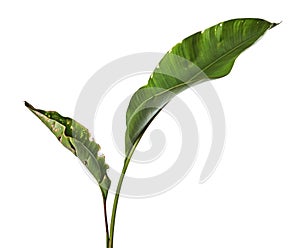 Strelitzia reginae, Heliconia, Bird of paradise foliage isolated on white background, with clipping path