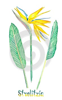 Strelitzia reginae isolated on white hand painted watercolor illustration