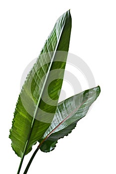 Strelitzia reginae leaves, Bird of paradise leaf, Tropical flower isolated on white background, with clipping path