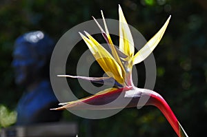 Strelitzia reginae Mandela's gold photo