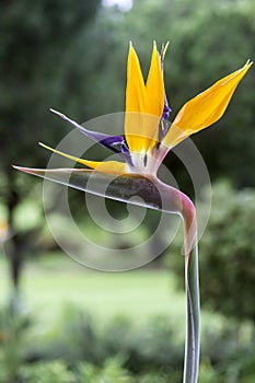 Strelitzia reginae is a monocotyledonous flowering plant