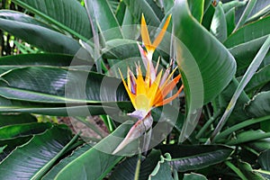 Strelitzia reginae is a monocotyledonous flowering plant native to South Africa found in a national park in Tenerife