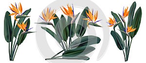 Strelitzia Reginae tropical flower bouquets set