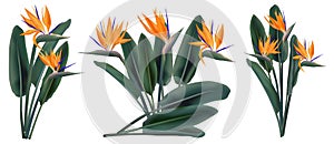 Strelitzia Reginae tropical flower bouquets set