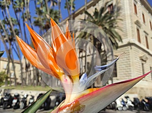 STRELITZIA REGINAEAND ADUANA PALACE Â´MALAGA