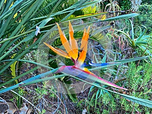 Strelitziaceae in Kirstenbosch Botanical Garden