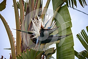 Strelizia bird of paradise flower