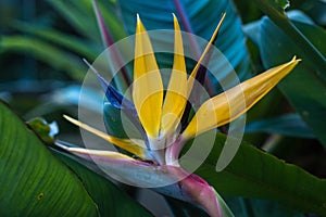 Strelitzia Reginae, The Bird of Paradise with green leaves in the background photo