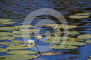 Strelka Aquatic plants of the Kotorosl river