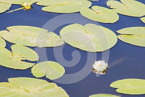 Strelka Aquatic plants of the Kotorosl river