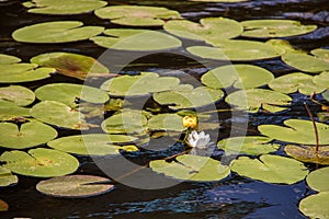 Strelka Aquatic plants of the Kotorosl river