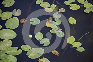 Strelka Aquatic plants of the Kotorosl river