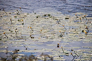 Strelka Aquatic plants of the Kotorosl river