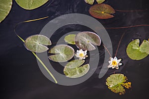 Strelka Aquatic plants of the Kotorosl river