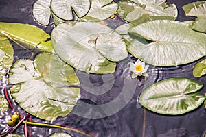 Strelka Aquatic plants of the Kotorosl river