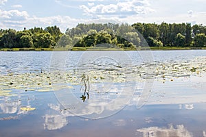 Strelka Aquatic plants of the Kotorosl river