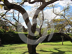 The Strength of the `cerrado` Sucupira Tree photo